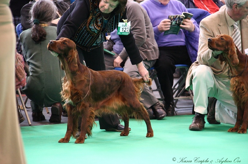 Crufts2011 245.jpg